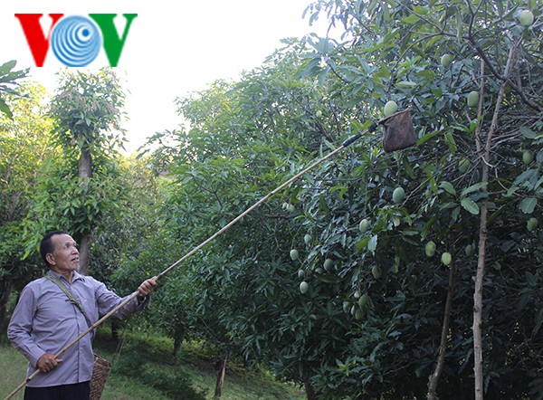 Nông dân tỉnh Sơn La bảo tồn và phát triển thương hiệu xoài Yên Châu - ảnh 1